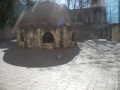 Le monastère chrétien et le chat palestinien